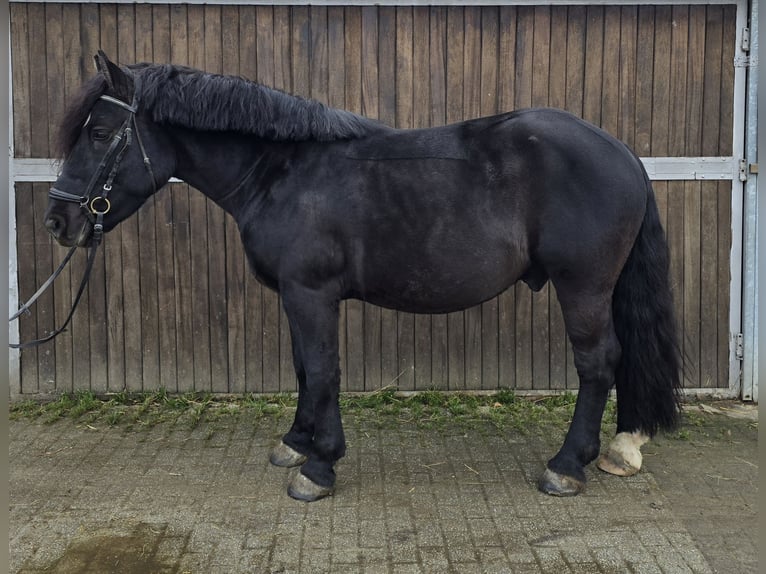 Sang de charrette polonais Croisé Hongre 4 Ans 157 cm Noir in Mülheim an der Ruhr