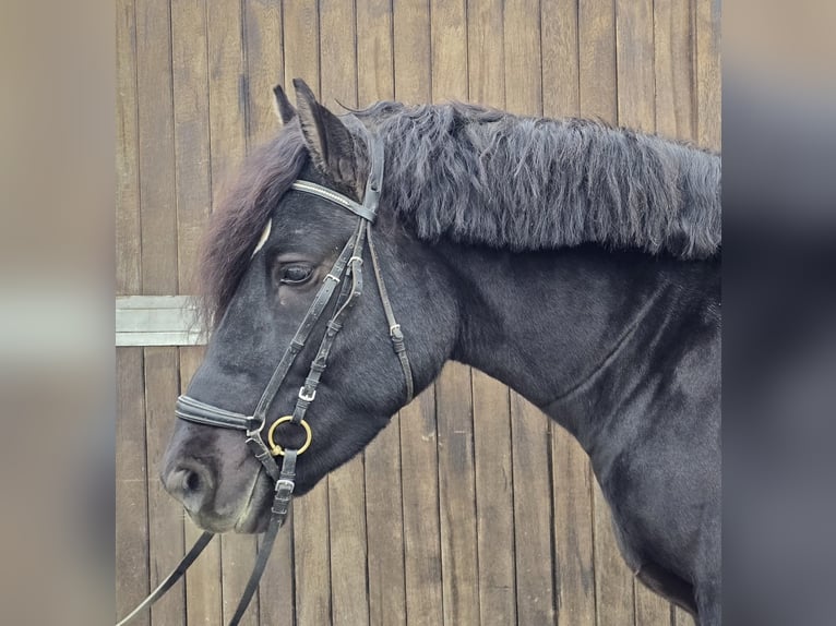 Sang de charrette polonais Croisé Hongre 4 Ans 157 cm Noir in Mülheim an der Ruhr