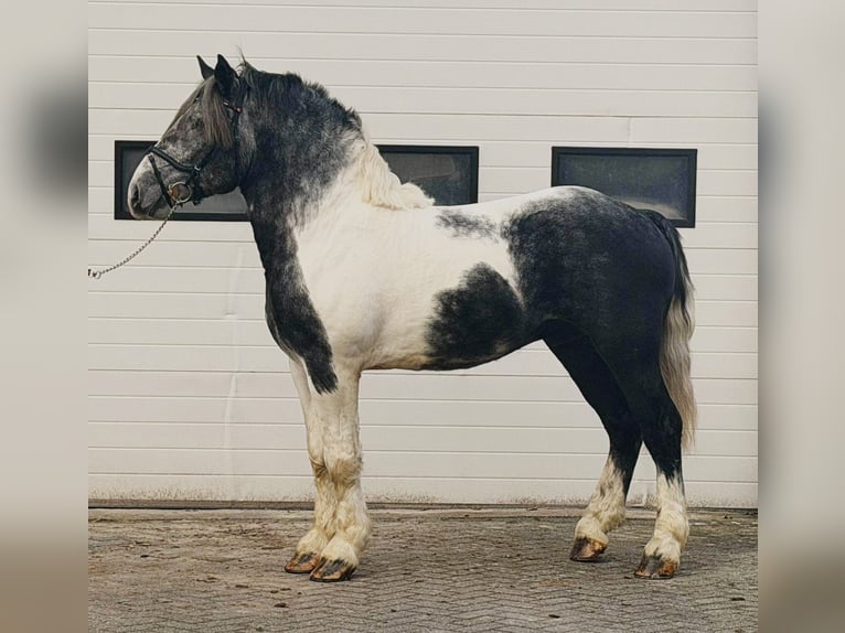 Sang de charrette polonais Hongre 4 Ans 160 cm Pinto in Someren