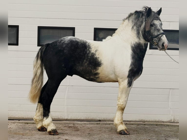 Sang de charrette polonais Hongre 4 Ans 160 cm Pinto in Someren