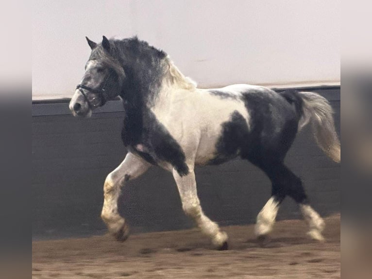 Sang de charrette polonais Hongre 4 Ans 160 cm Pinto in Someren