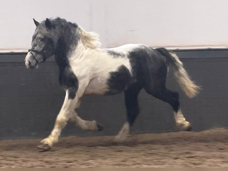 Sang de charrette polonais Hongre 4 Ans 160 cm Pinto in Someren