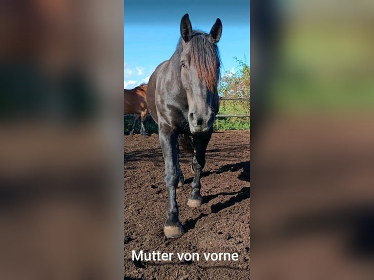 Sang de charrette polonais Croisé Hongre 4 Ans 162 cm Noir in Würzburg