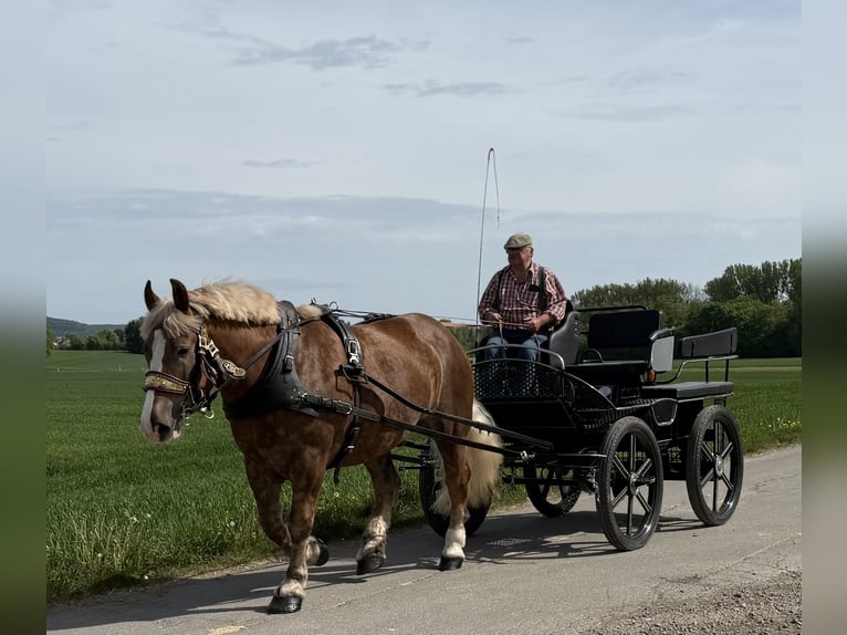 Sang de charrette polonais Hongre 4 Ans 165 cm Alezan brûlé in Riedlingen