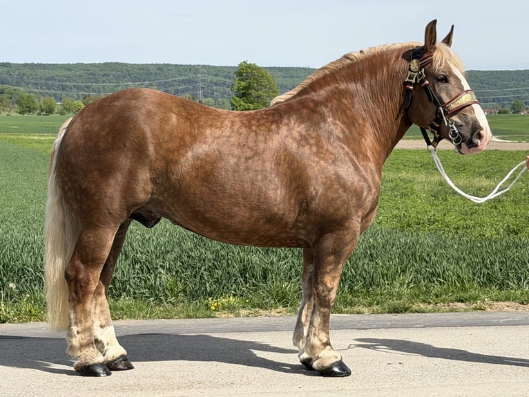 Sang de charrette polonais Hongre 4 Ans 165 cm Alezan brûlé in Riedlingen