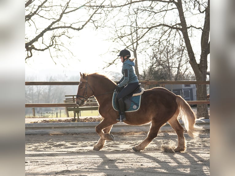 Sang de charrette polonais Croisé Hongre 7 Ans 155 cm Alezan in Ascha
