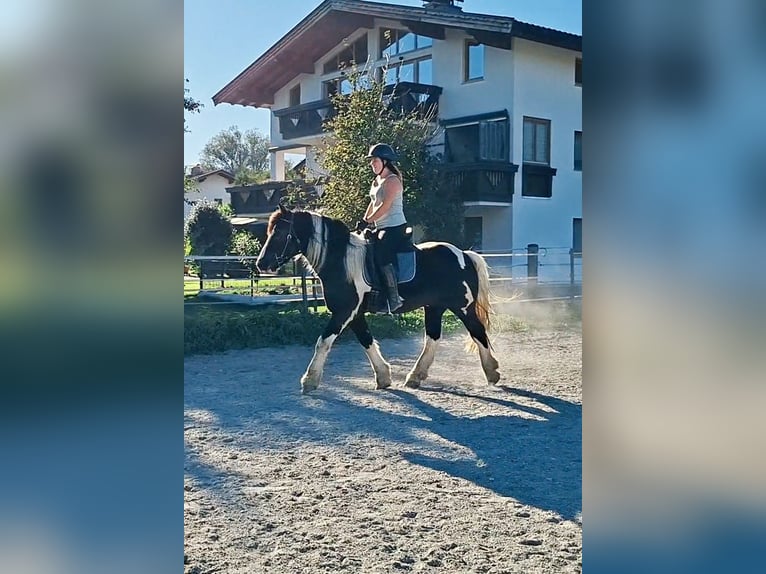 Sang de charrette polonais Hongre 7 Ans 155 cm Pinto in Kirchbichl