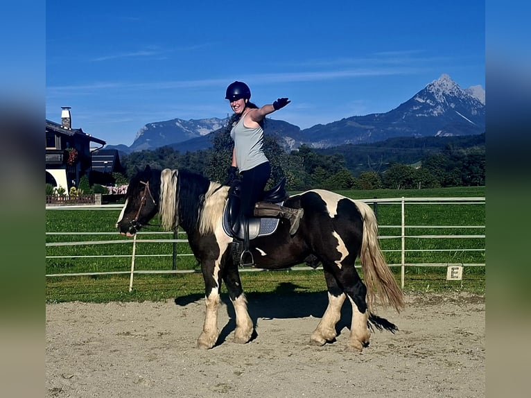 Sang de charrette polonais Hongre 7 Ans 155 cm Pinto in Kirchbichl