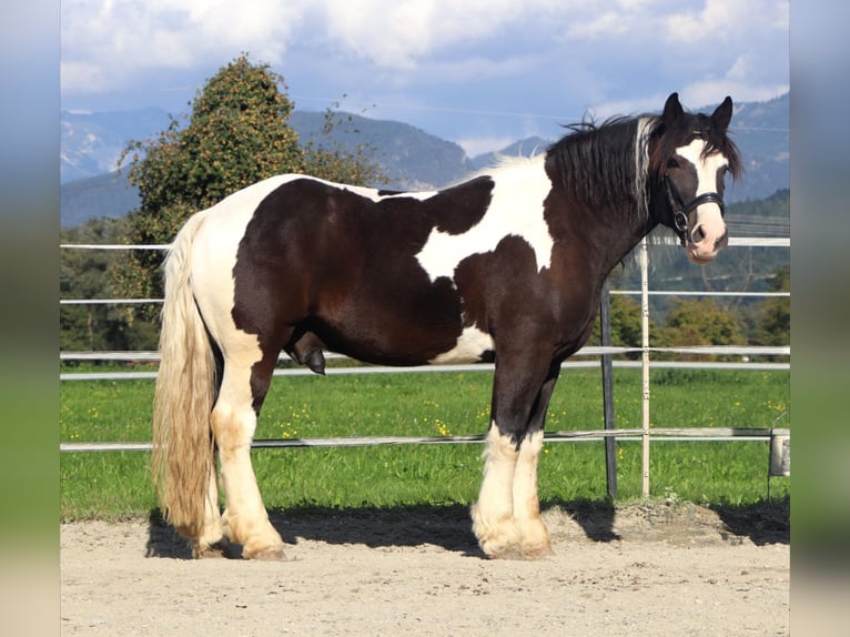 Sang de charrette polonais Hongre 7 Ans 155 cm Pinto in Kirchbichl
