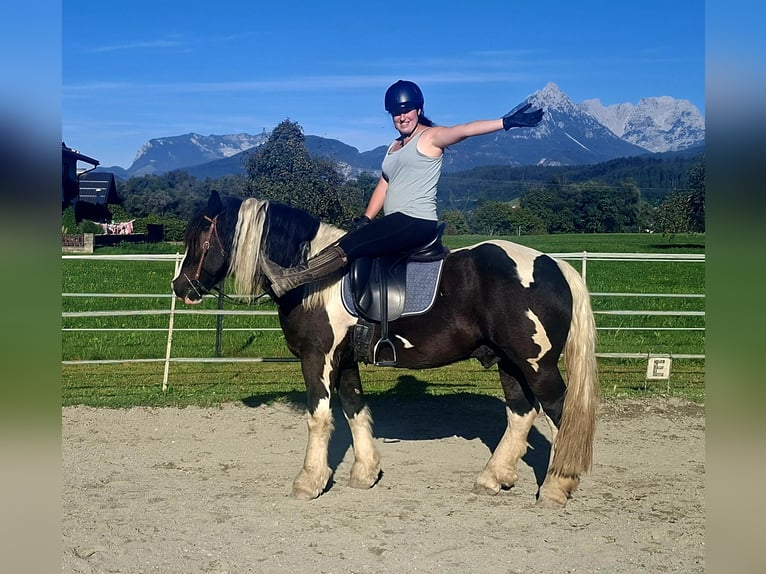 Sang de charrette polonais Hongre 7 Ans 155 cm Pinto in Kirchbichl