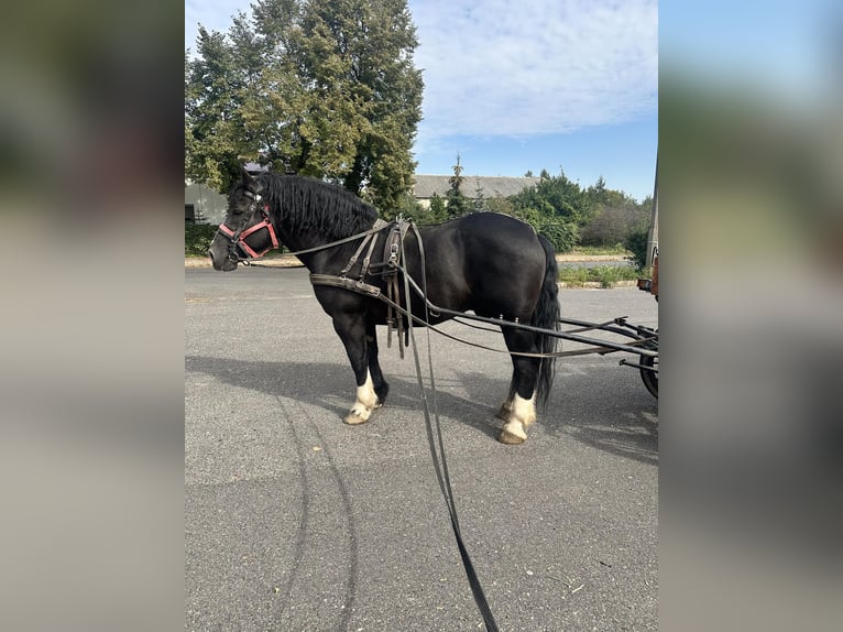 Sang de charrette polonais Hongre 7 Ans 162 cm Noir in Półwiosek Lubstowski