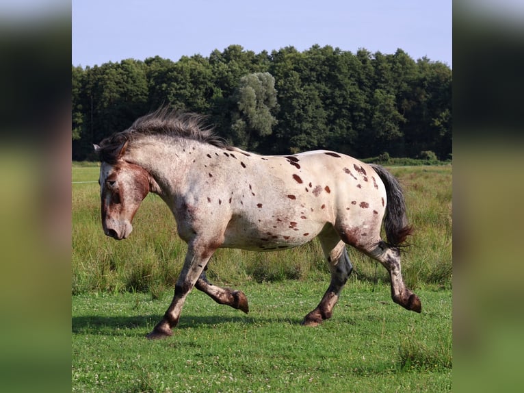 Sang de charrette polonais Croisé Hongre 7 Ans 165 cm Léopard in Brandenburg an der Havelg