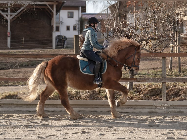 Sang de charrette polonais Croisé Hongre 8 Ans 155 cm Alezan in Ascha