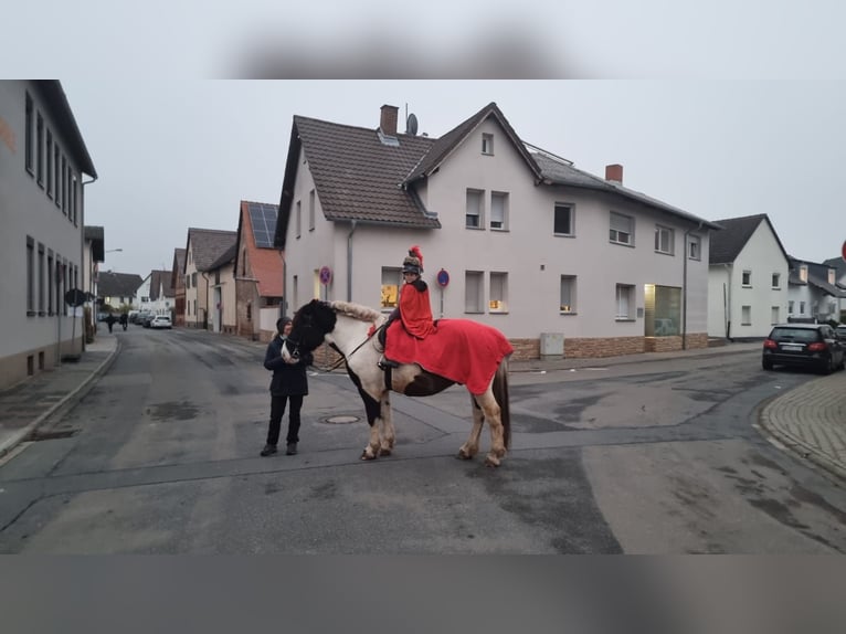 Sang de charrette polonais Hongre 9 Ans 162 cm Pinto in Pfungstadt