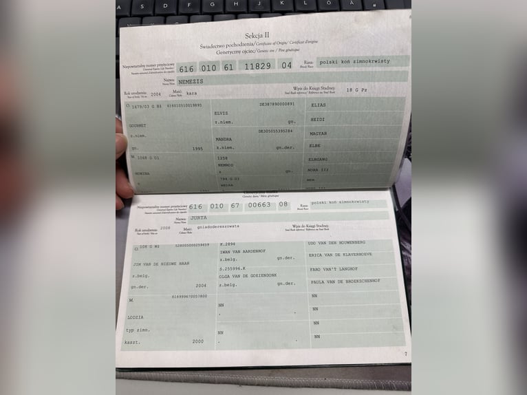 Sang de charrette polonais Jument 10 Ans 157 cm Bai in Meppen