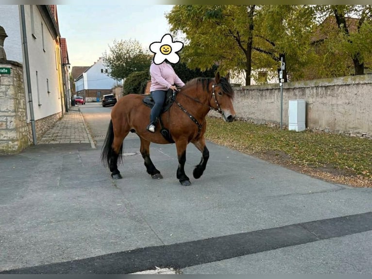 Sang de charrette polonais Jument 10 Ans 160 cm Bai in Gleina