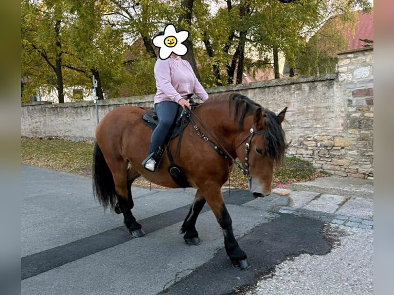 Sang de charrette polonais Jument 10 Ans 160 cm Bai in Gleina