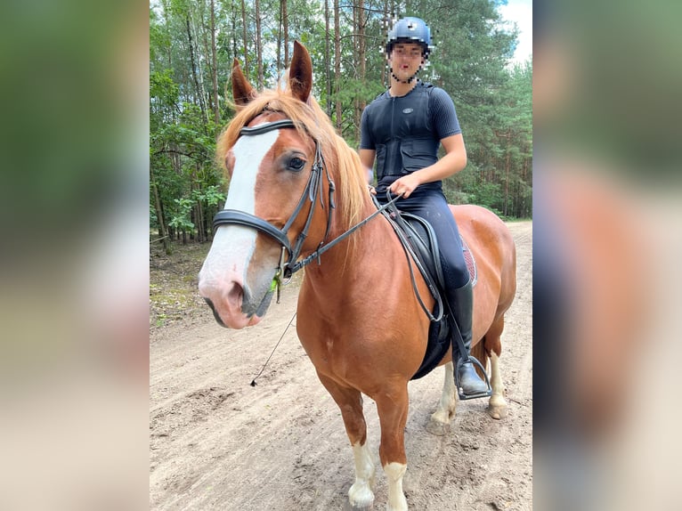 Sang de charrette polonais Jument 10 Ans 165 cm Alezan in Ludwigsfelde