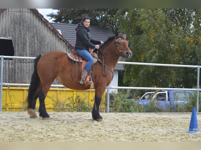 Sang de charrette polonais Jument 11 Ans 156 cm Bai in Weyerbusch