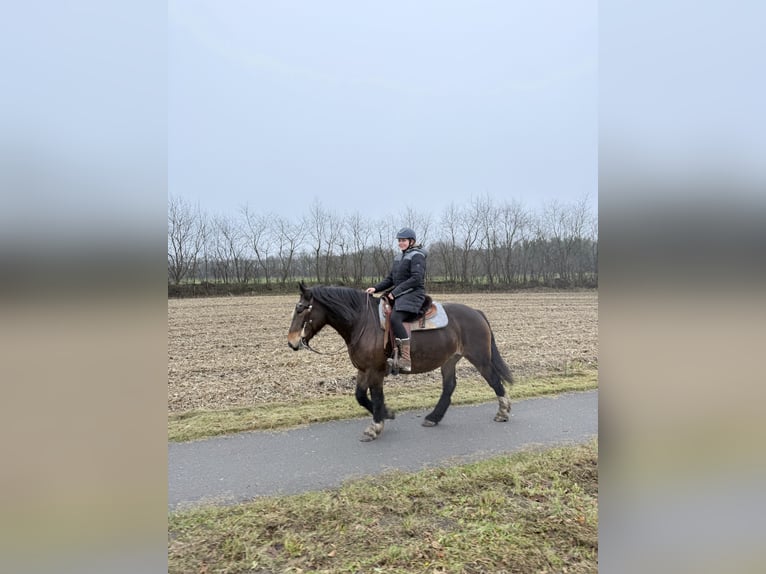 Sang de charrette polonais Jument 11 Ans 157 cm Bai in Meppen