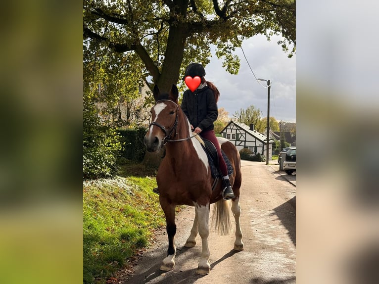 Sang de charrette polonais Jument 12 Ans 155 cm Pinto in Solingen