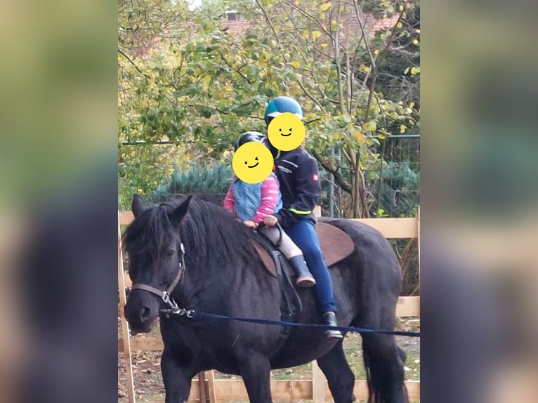 Sang de charrette polonais Jument 18 Ans 151 cm Noir in Westheim