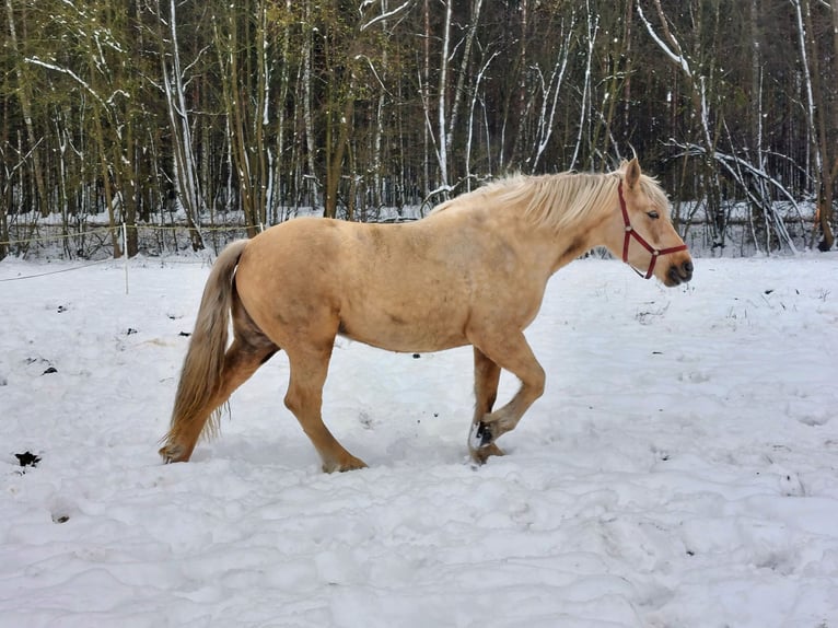 Sang de charrette polonais Jument 2 Ans 163 cm Palomino in Che&#x142;mno