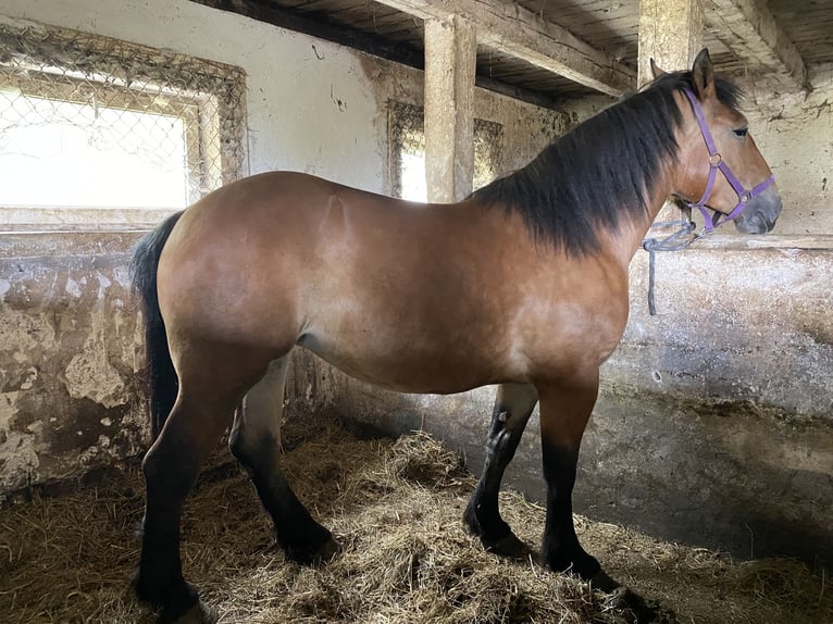 Sang de charrette polonais Croisé Jument 2 Ans 170 cm Bai cerise in Morag