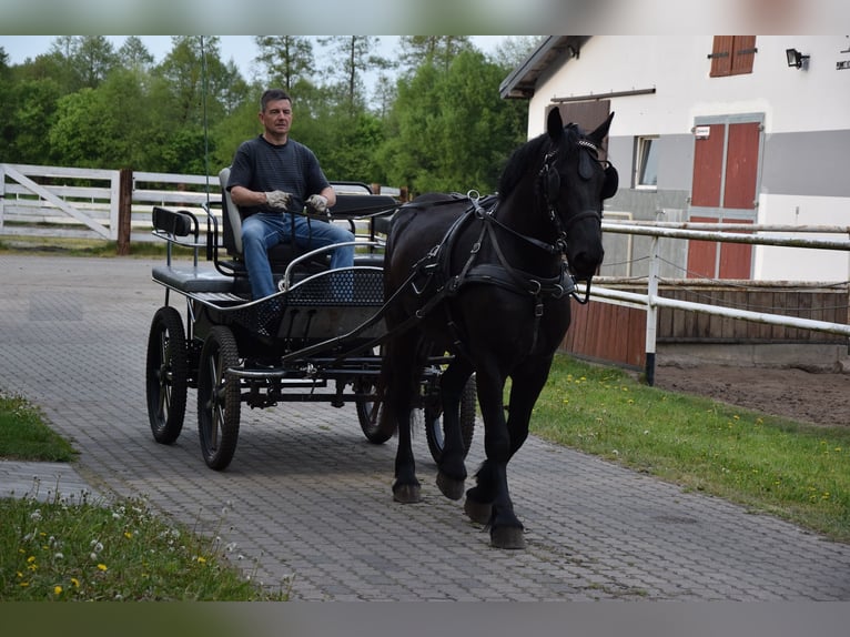 Sang de charrette polonais Croisé Jument 3 Ans 155 cm Noir in Chełmno