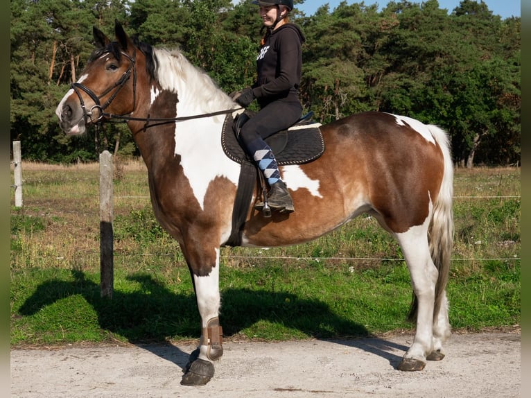 Sang de charrette polonais Jument 3 Ans 160 cm Pinto in Görzke