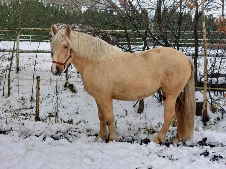 Sang de charrette polonais Jument 3 Ans 163 cm Palomino in Chełmno