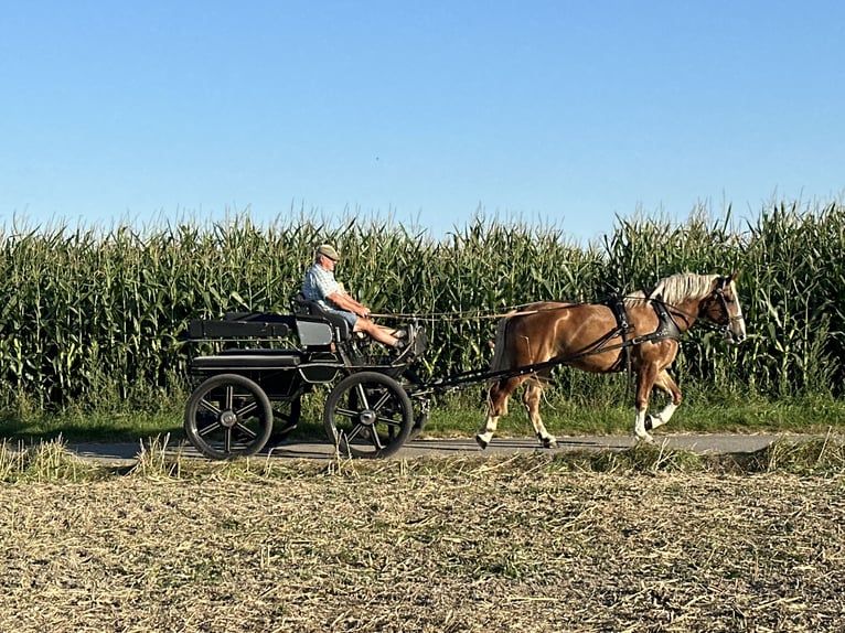 Sang de charrette polonais Croisé Jument 3 Ans 166 cm Alezan in Riedlingen
