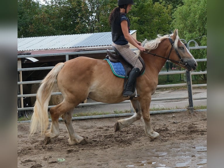 Sang de charrette polonais Jument 4 Ans 158 cm Palomino in Buttstädt