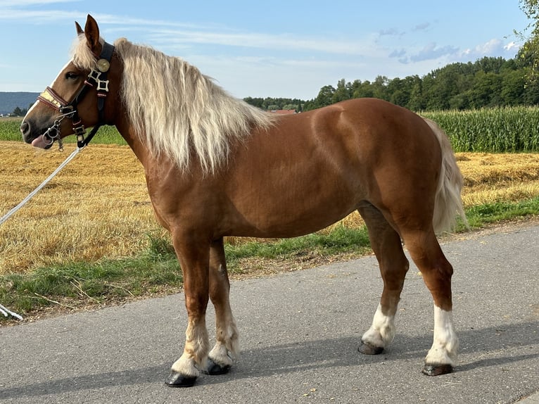 Sang de charrette polonais Jument 4 Ans 164 cm Alezan in Riedlingen