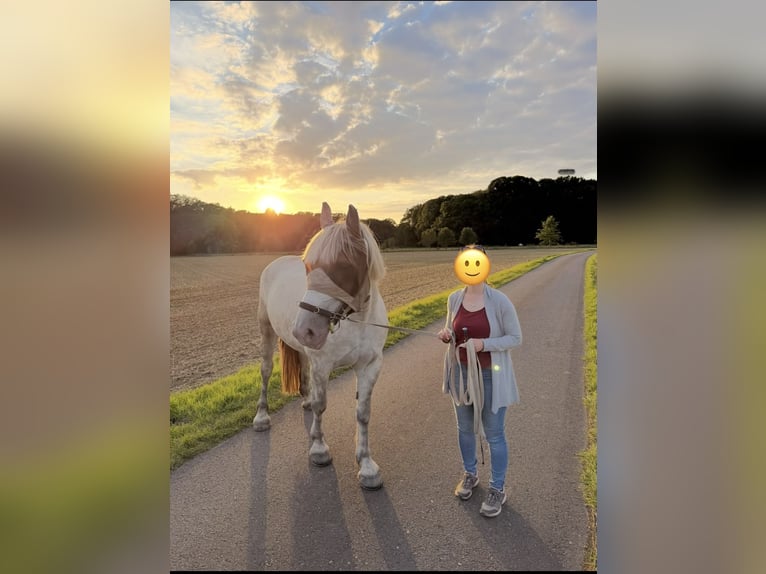 Sang de charrette polonais Jument 5 Ans 158 cm Gris in Geldern