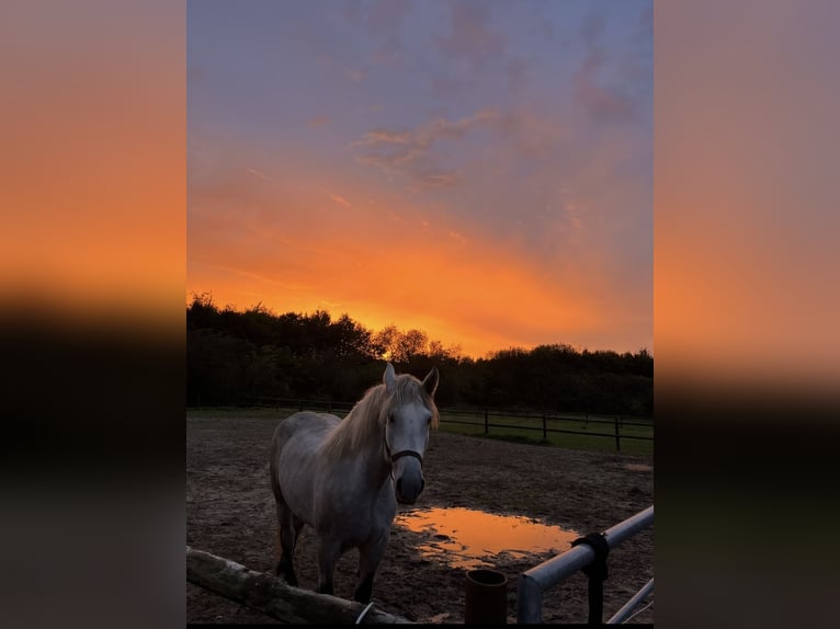 Sang de charrette polonais Jument 5 Ans 158 cm Gris in Geldern