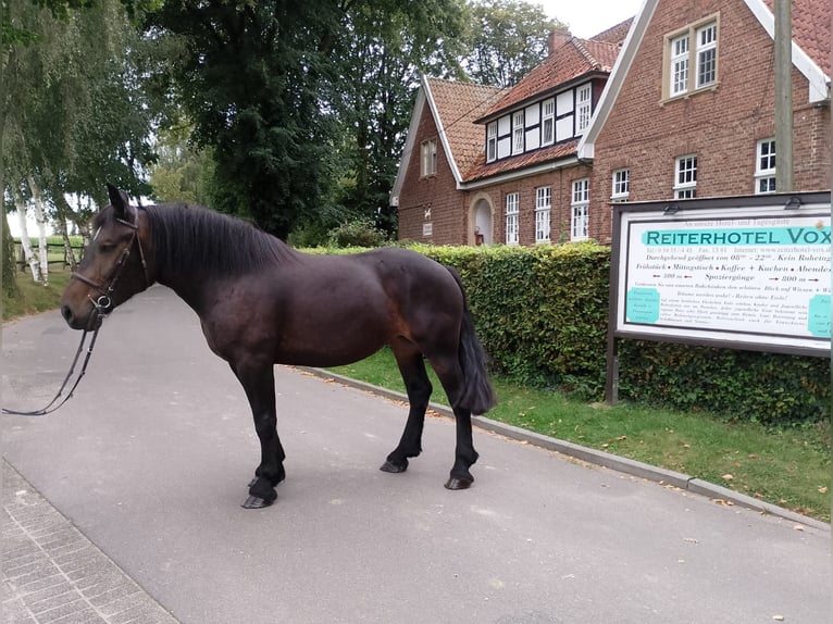 Sang de charrette polonais Jument 5 Ans 162 cm Bai in Eggermühlen