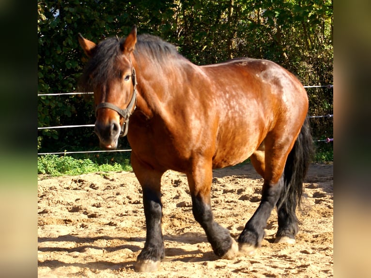Sang de charrette polonais Jument 5 Ans 162 cm Bai in Velpke