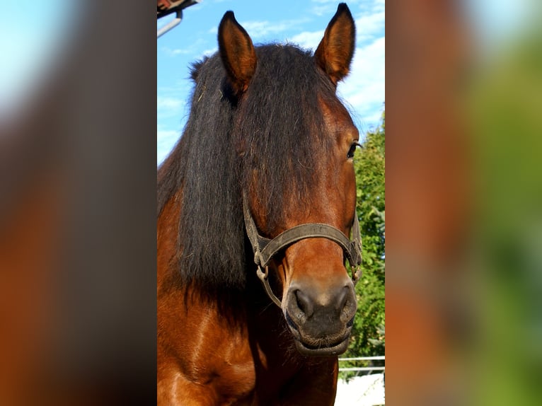 Sang de charrette polonais Jument 5 Ans 162 cm Bai in Velpke