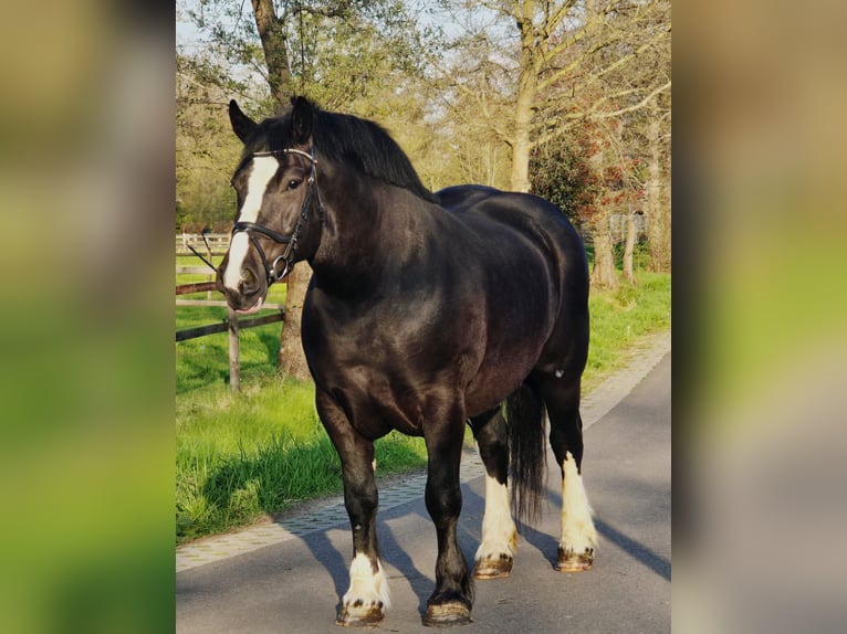 Sang de charrette polonais Jument 5 Ans 163 cm Noir in Someren