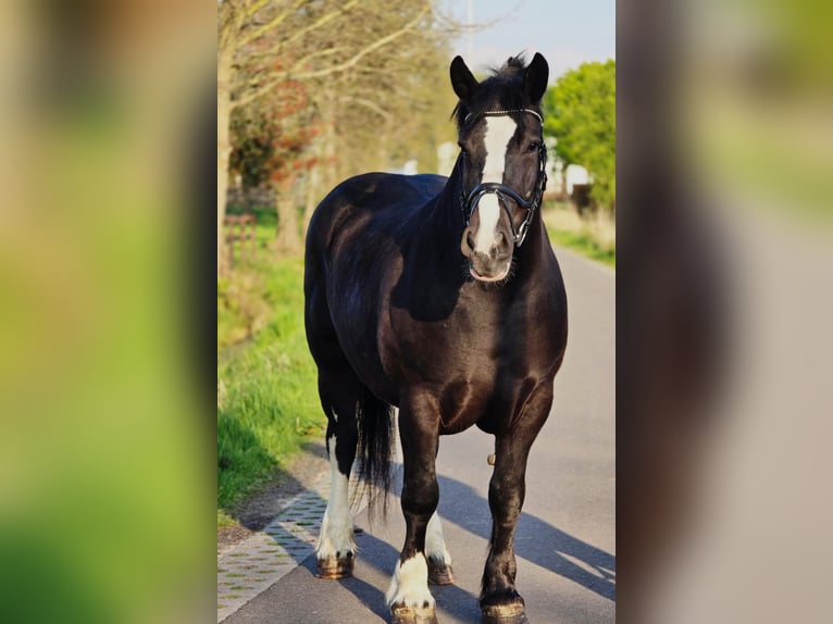 Sang de charrette polonais Jument 5 Ans 163 cm Noir in Someren