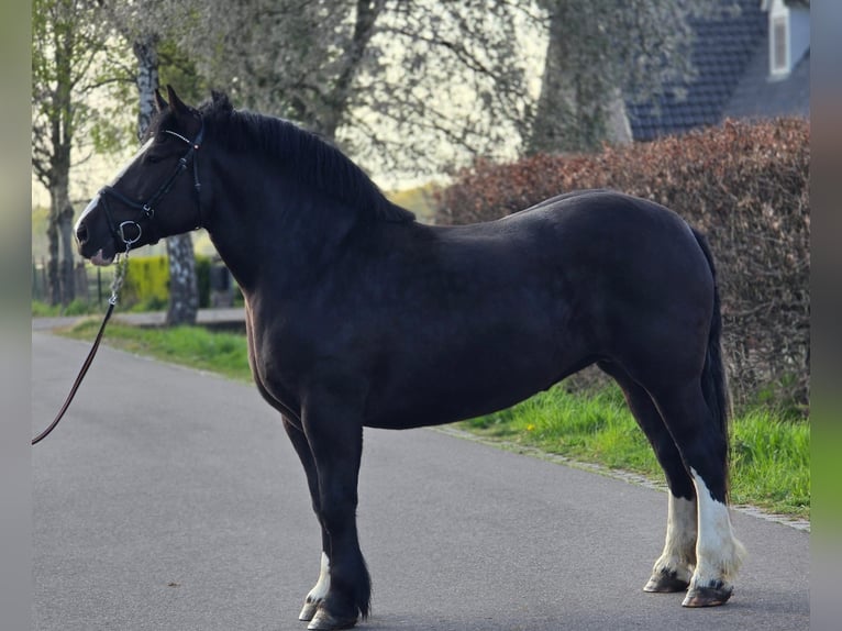 Sang de charrette polonais Jument 5 Ans 163 cm Noir in Someren