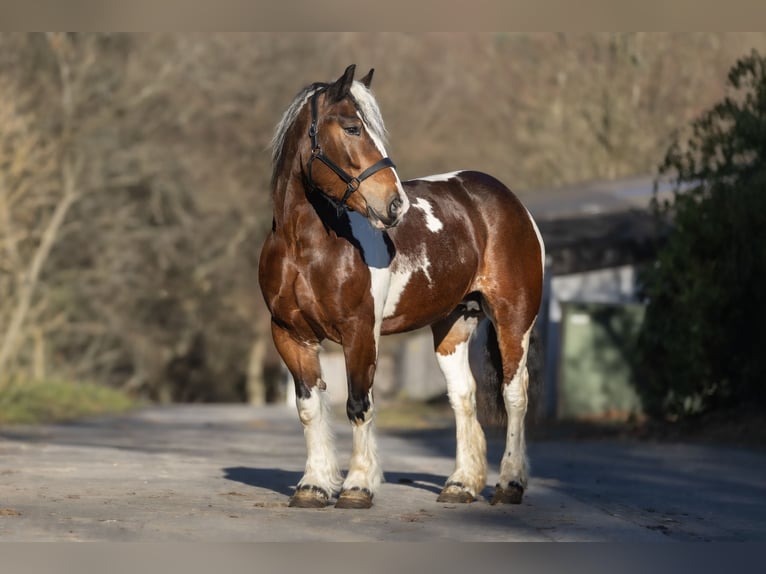 Sang de charrette polonais Croisé Jument 6 Ans 153 cm Pinto in Galenberg
