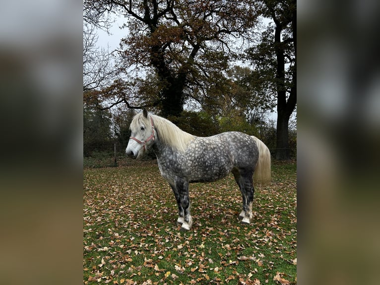 Sang de charrette polonais Jument 6 Ans 155 cm Gris in Woltersdorf