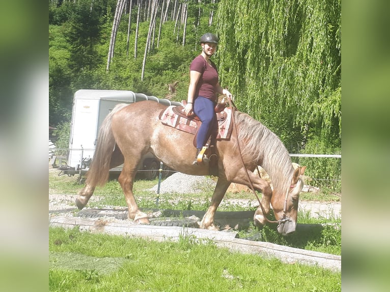 Sang de charrette polonais Jument 6 Ans 157 cm Alezan in Bayerbach