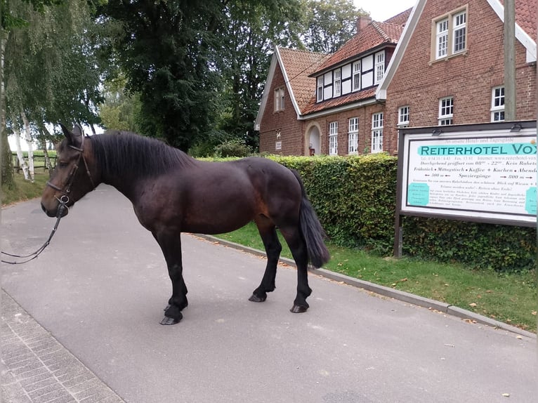 Sang de charrette polonais Jument 6 Ans 162 cm Bai in Eggermühlen