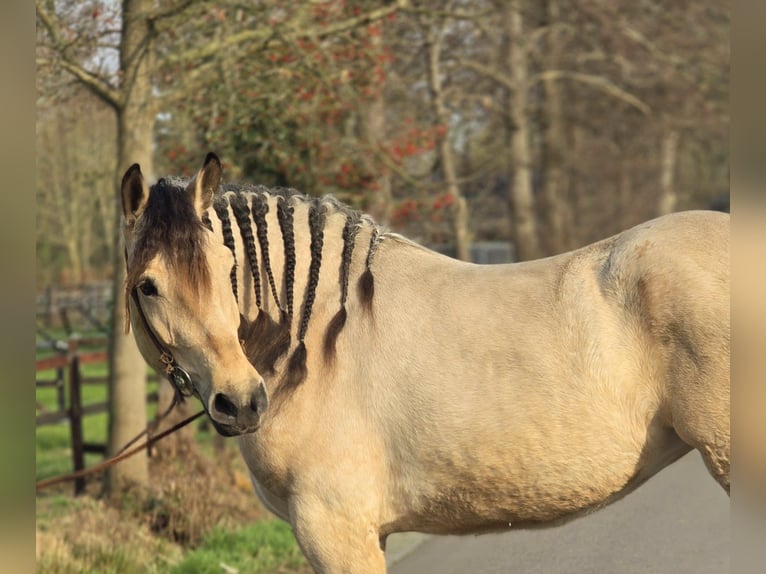 Sang de charrette polonais Jument 6 Ans 165 cm Isabelle in Someren