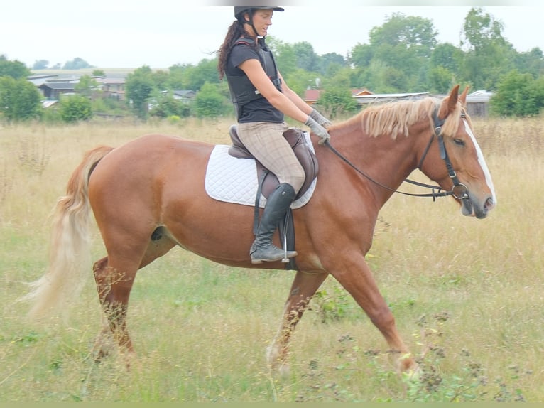 Sang de charrette polonais Jument 7 Ans 160 cm Alezan brûlé in Buttstädt