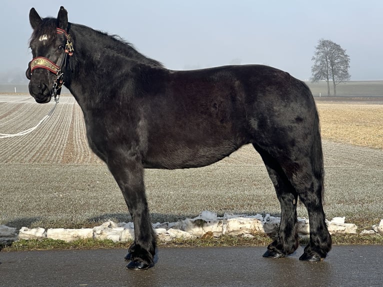 Sang de charrette polonais Jument 7 Ans 160 cm Noir in Riedlingen