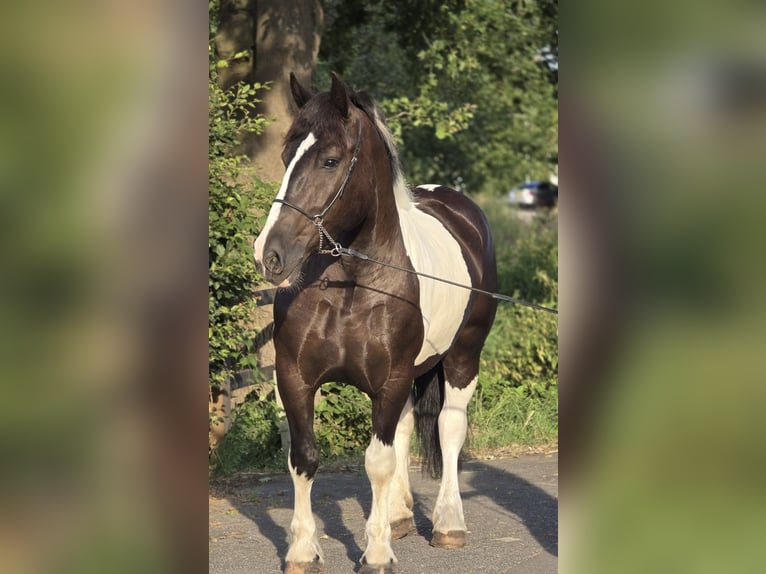 Sang de charrette polonais Jument 7 Ans 161 cm Pinto in Weert